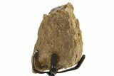 Dinosaur (Triceratops) Frill Shield Section w/ Stand - South Dakota #363641-2